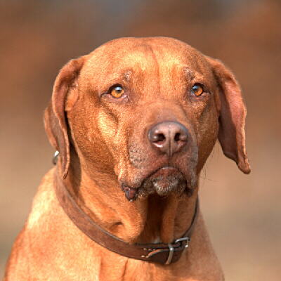 Ein Foto vom Rhodesian Ridgeback Kopf