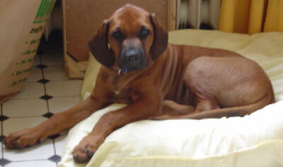 Rhodesian Ridgeback Welpe