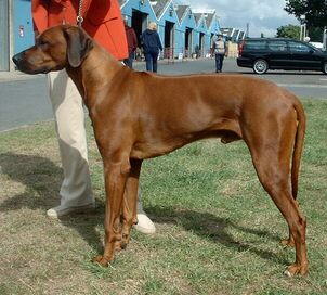 Der Rhodesian Ridgeback in Ganzaufnahme