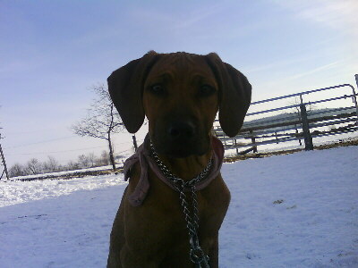 Rhodesian Ridgeback