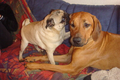 Rhodesian Ridgeback