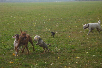 Rhodesian Ridgeback