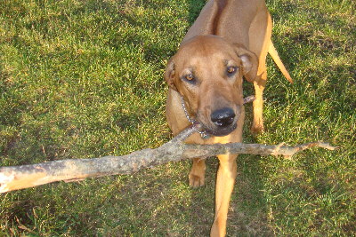 Rhodesian Ridgeback